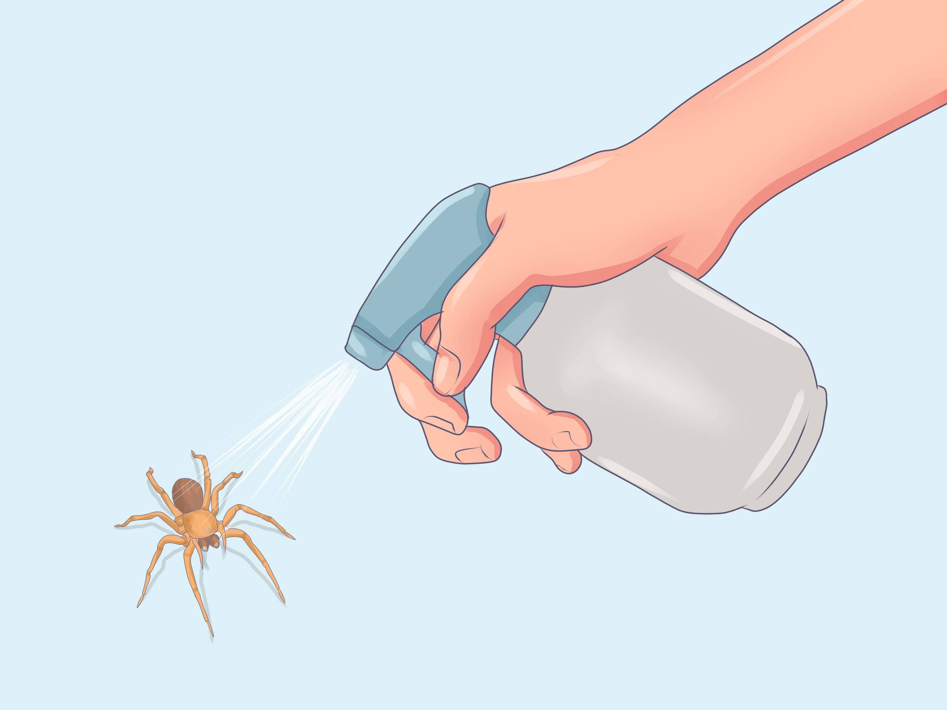 Как избавиться от пауков в квартире и в доме: надо ли убивать, средство