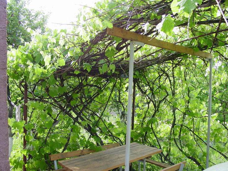 Навес для винограда: какой лучше, как сделать своими руками из металла или дерева во дворе частного дома
