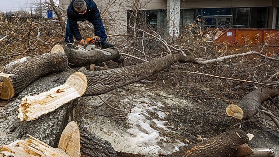 Спилить дерево во дворе многоквартирного дома: можно или нельзя, а также, как это сделать и есть ли штраф за вырубку деревьев на придомовой территории?