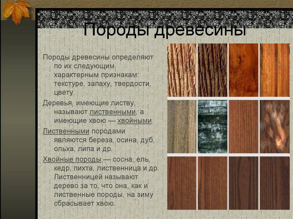Интересные факты о породах древесины