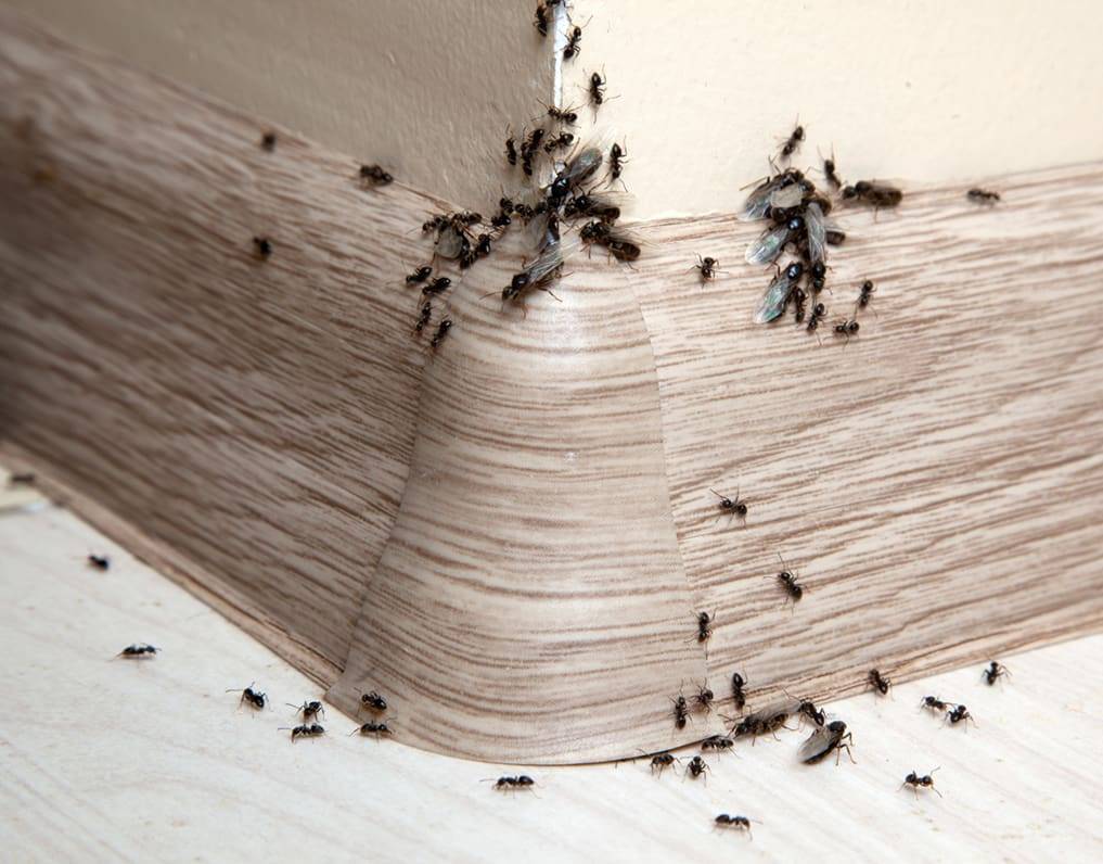 Как избавиться от муравьев в частном доме навсегда